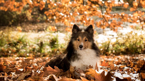 母狗生产幼崽之后需要注意什么,犬的产后护理注意事项