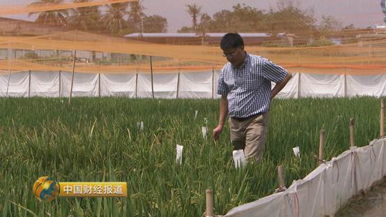 买到假五常大米怎么办,市场上常见的假冒五常大米