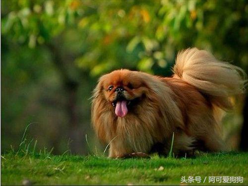 京巴犬以后趋势,京巴犬放开会跑么