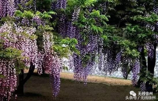 徐州桃花美景,徐州春天又见美好游玩