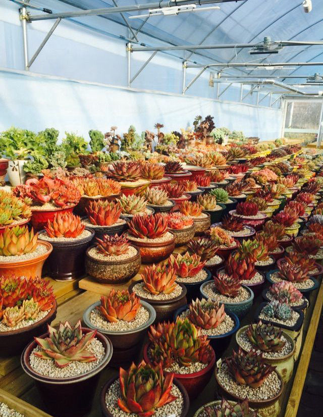 韩国多肉大棚和国内有什么区别,韩国多肉和国内多肉植物的区别