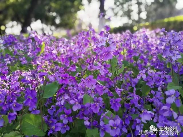 徐州桃花美景,徐州春天又见美好游玩