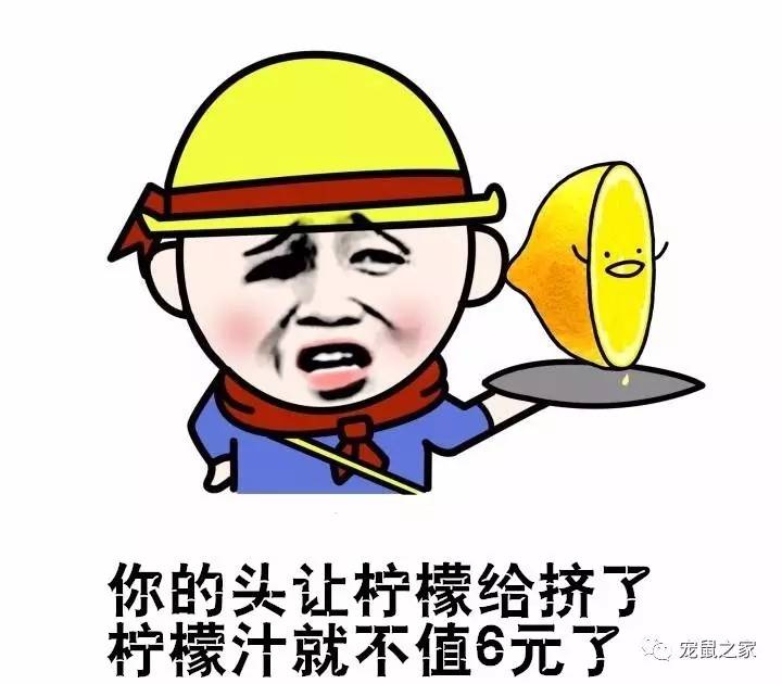 荷兰猪尿垢怎么清洗,荷兰猪尿渍怎么处理