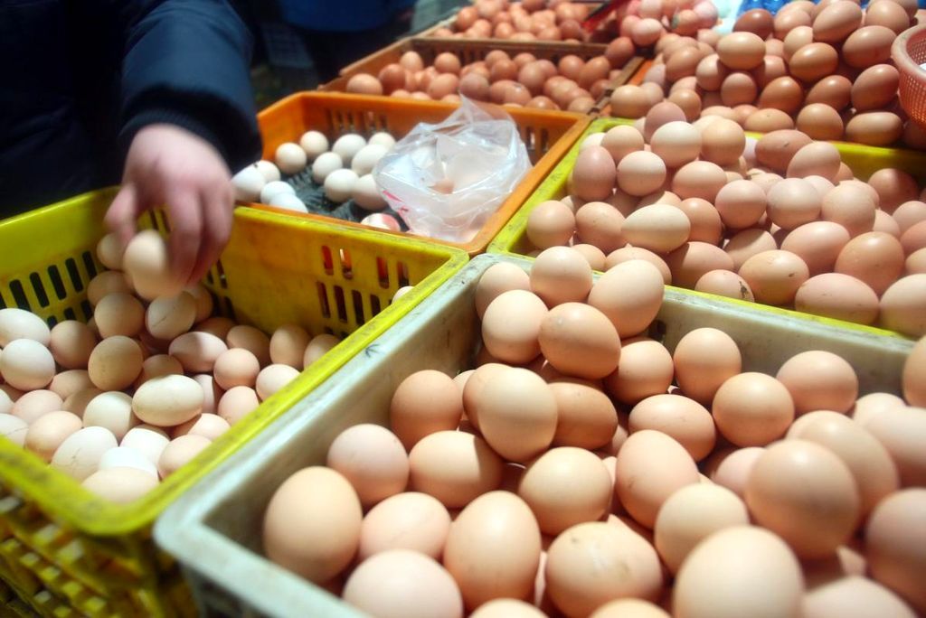 蛋鸡养鸡技术知识大全,养鸡互啄的说说