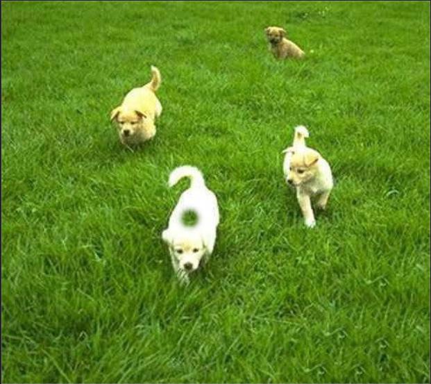 ps仿制图章如何载入图片,ps怎么用仿制图章做对称的图片