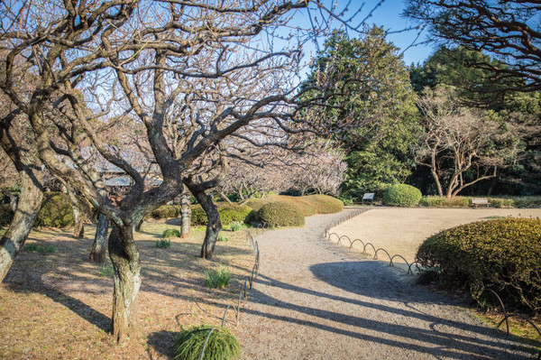 樱花烂漫几多时完整版,日本樱花节赏樱攻略视频大全