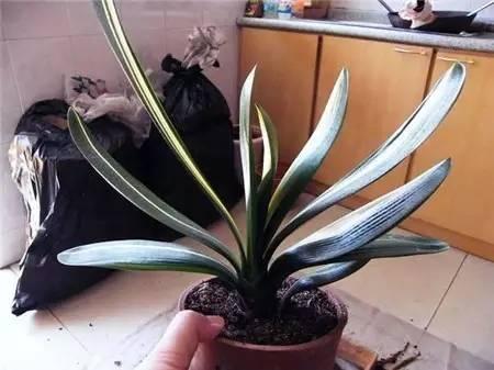 怎样让换盆君子兰快速服盆,给君子兰换盆要注意些什么