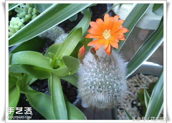 废旧物品盆景手工制作大全,创意手工盆景diy制作