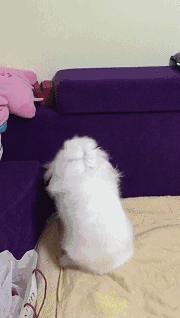 邂逅愚人节！别被兔兔蠢萌的外表所迷惑！