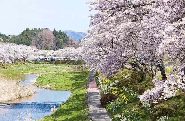 正逢樱花烂漫,何必远行带上这份攻略带你去赏樱