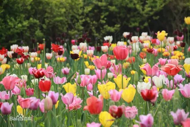 贵州看花好去处推荐,贵州春天哪里的花最美