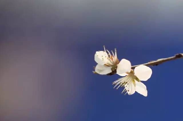 桃花季｜今天的沈阳，桃花开了，春风十里，挑一天走起……