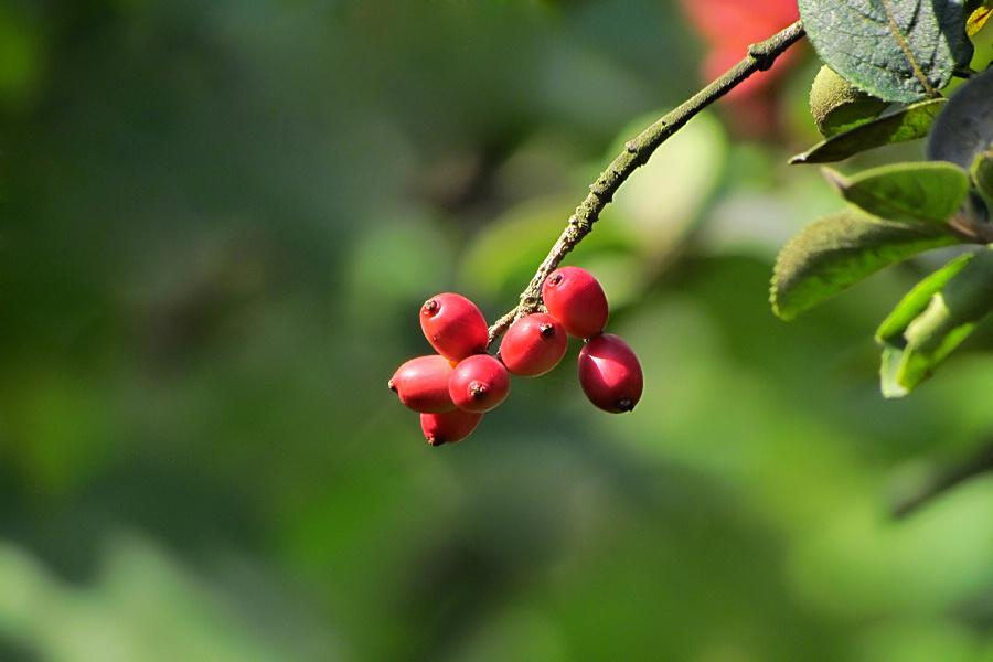《本草》植物志之琼花：隋炀帝的生死劫