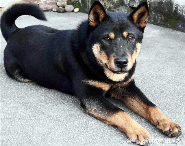 四眼中华田园犬土狗,四眼土狗不立耳的样子