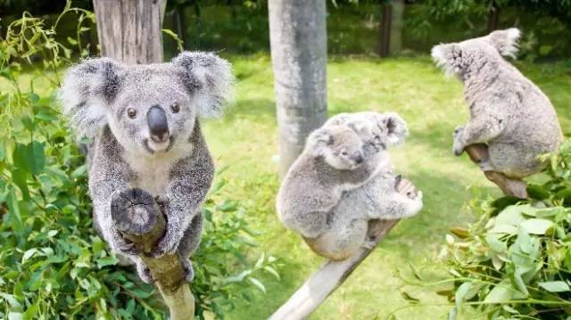 广州长隆野生动物园真实评价,广州长隆野生动物园讲解动物