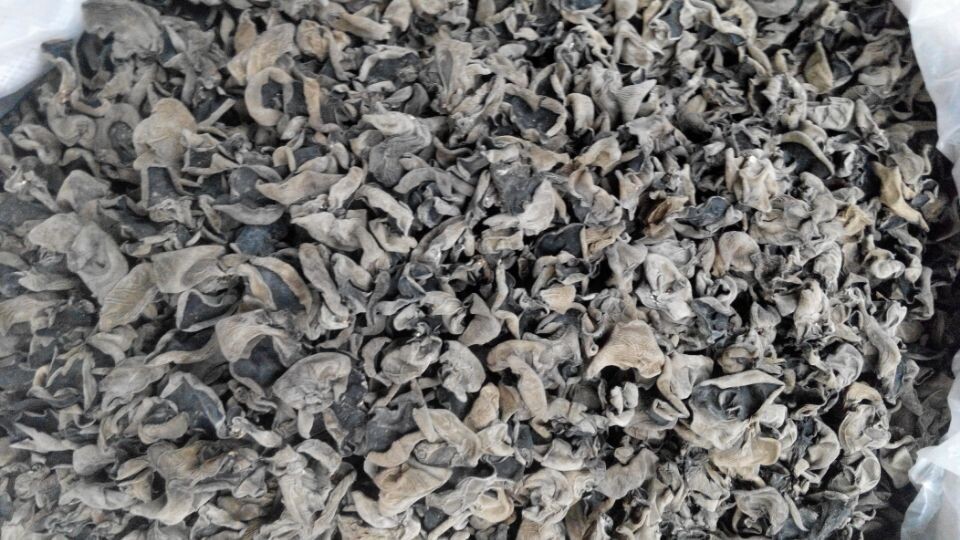 东北的木耳生长基地,人工种植黑木耳干货多少钱一斤