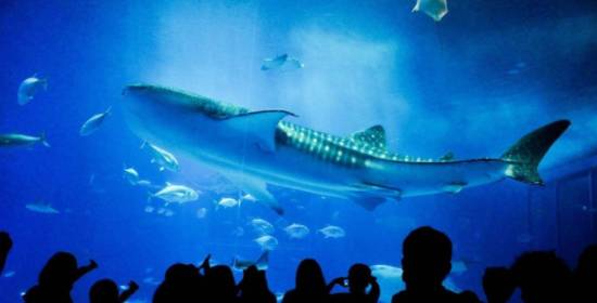 weekendescape什么意思,weekendescape