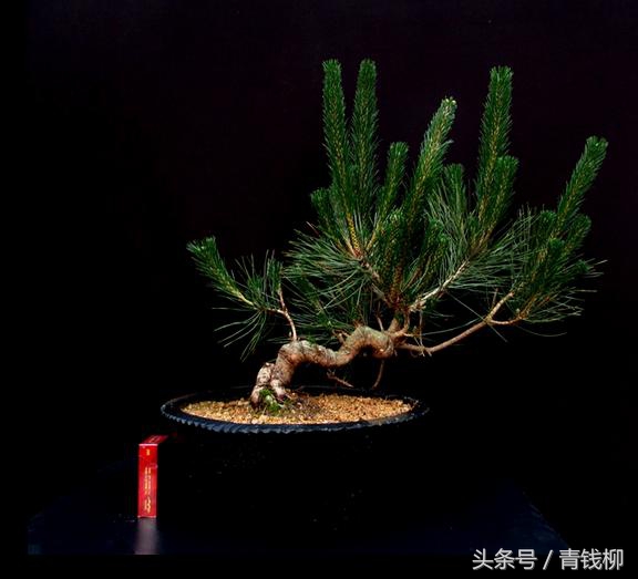 松树盆栽的养护,黑松树怎么养护和管理