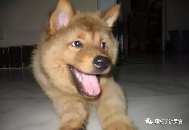 日本土狗为什么那么可爱,日本土狗是柴犬还是秋田犬