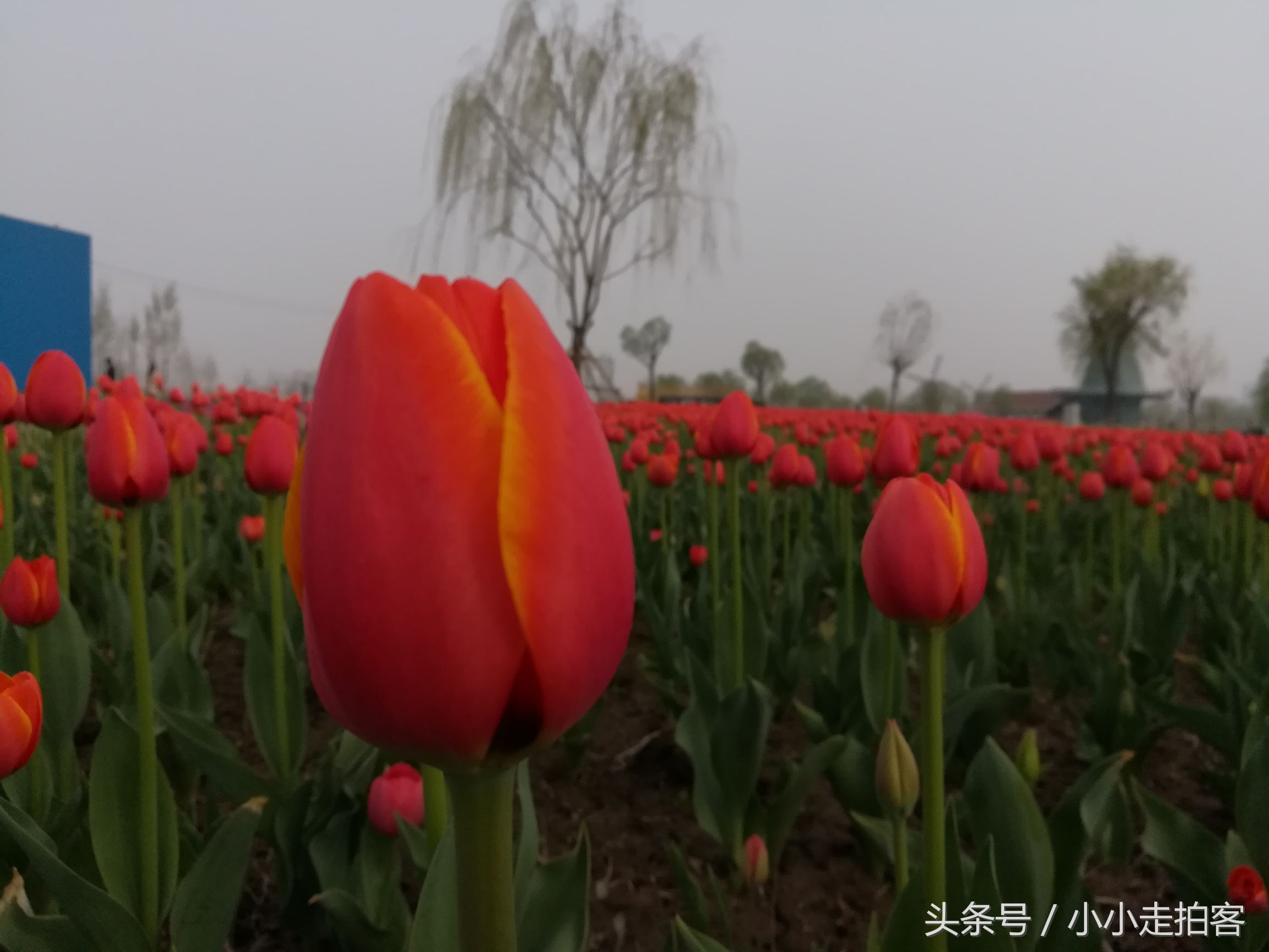 郁金香恶魔,传说中的郁金香种子