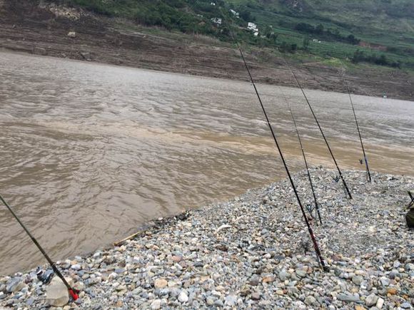 钓鱼的小虫子，有鱼必上钩，被誉为“动物人参”