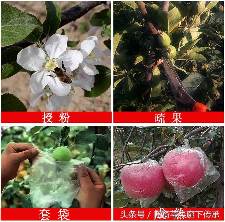 农村苹果花开，花香引来蜜蜂采蜜，景色胜似魔都樱花