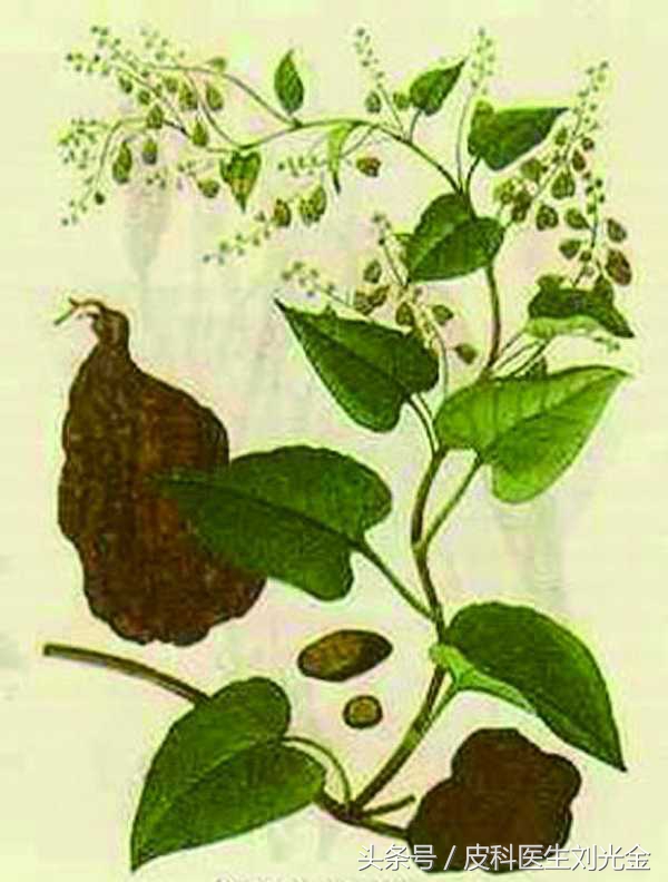 常见的有治愈作用的植物,哪种植物叶子能治皮肤病