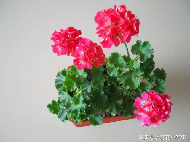 各种花卉的叶片如何浇水施肥,养的花叶片一直保持油绿根系强壮