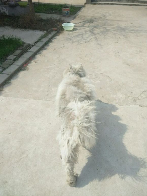 萨摩耶犬什么原因得皮肤病,萨摩耶幼犬皮肤病怎么治疗