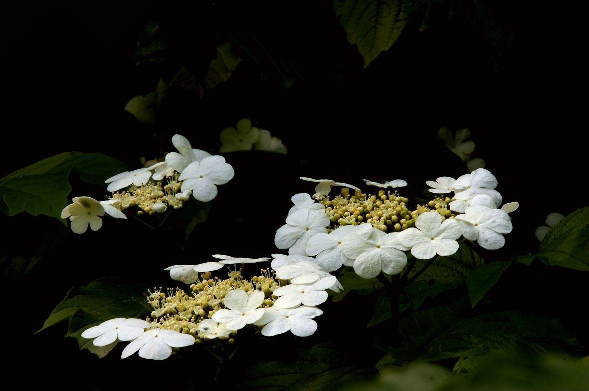 《本草》植物志之琼花：隋炀帝的生死劫