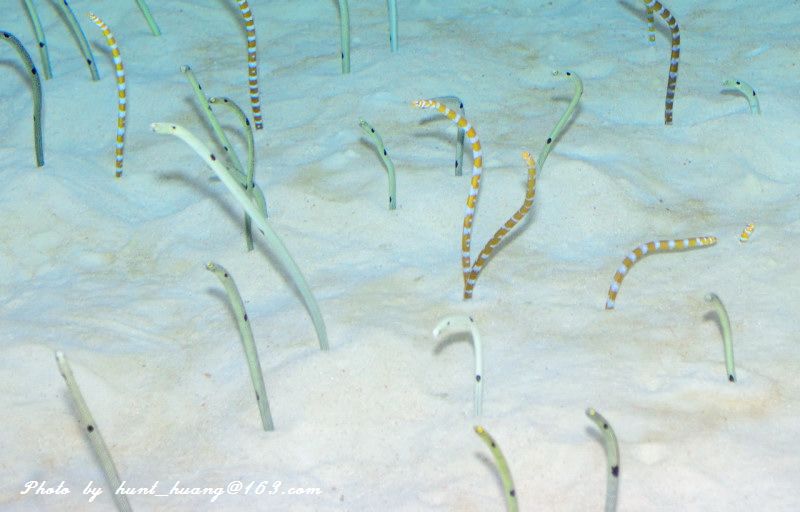 有毒的虫子成为人类的美食,这些奇特的虫子食物你尝试过吗