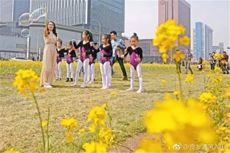 大美泰达满地灿烂！花期易逝，千金不换，还不快来！