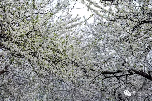 春天第一花麻阳,故乡最先盛开的是什么花