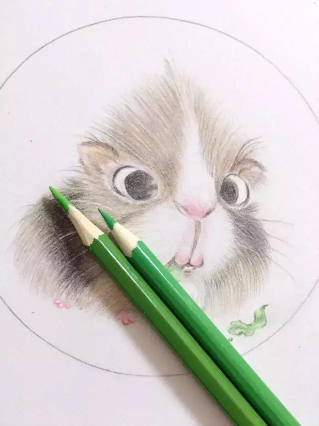仓鼠手绘,萌萌仓鼠手绘图片