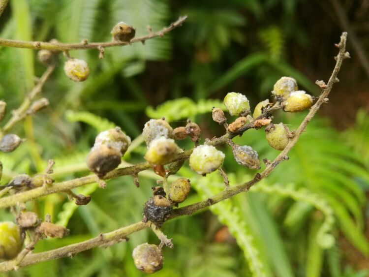 到中山的千年古刹古香林寺旧址周边山林探秘，感觉大自然太美啦