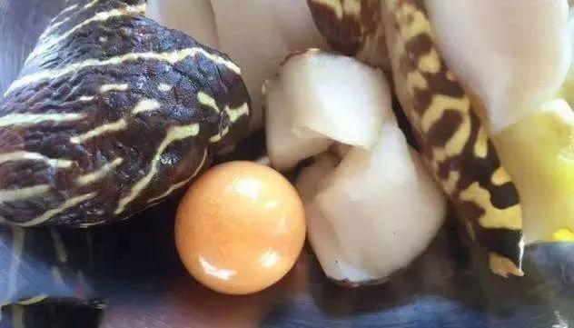 海螺吐出龙珠的视频,海螺吃出天价龙珠