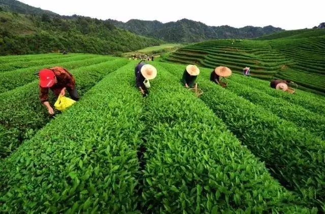 婺源绿茶,婺源绿茶千元以上啥茶