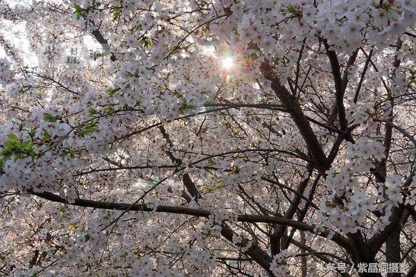 上海看樱花公园,上海看樱花去同济大学