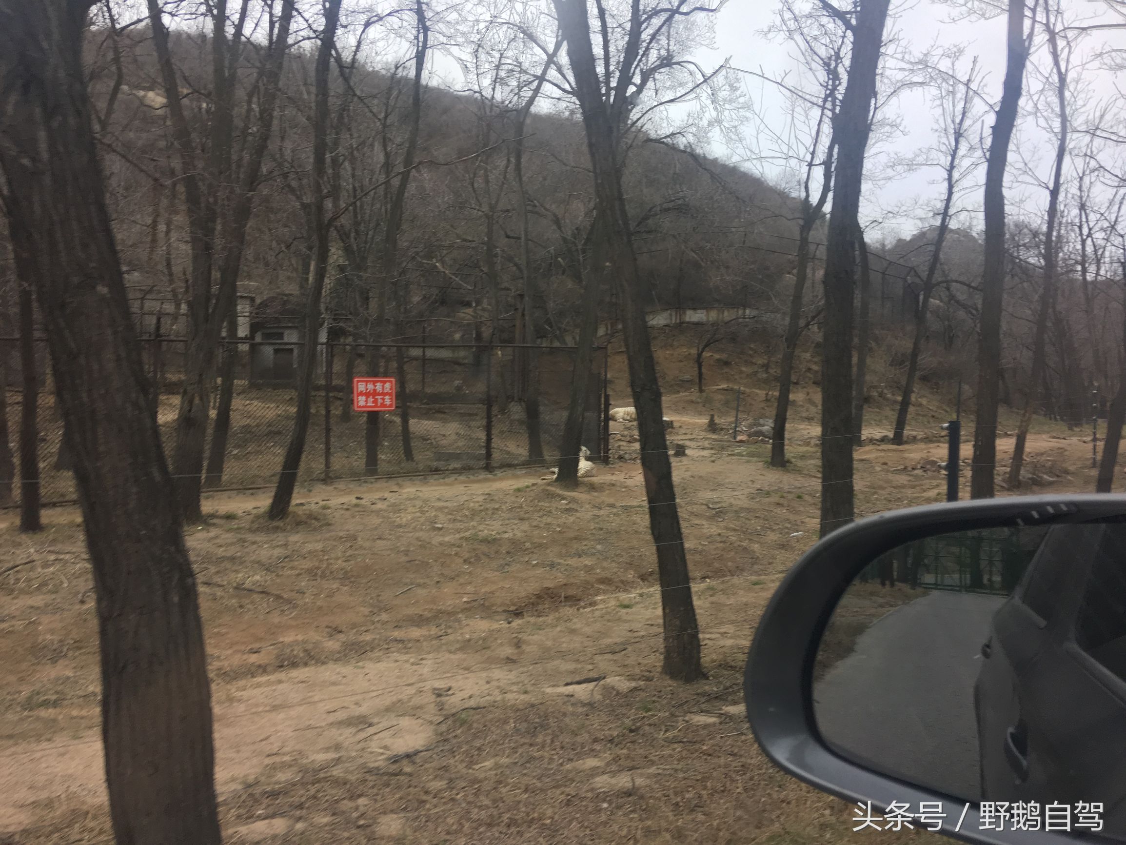 八达岭野生动物园野兽区,八达岭动物园自驾攻略大全