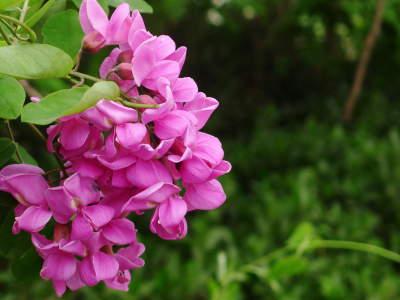 例假来了可以喝过敏药吗,例假期间可以喝土茯苓吗