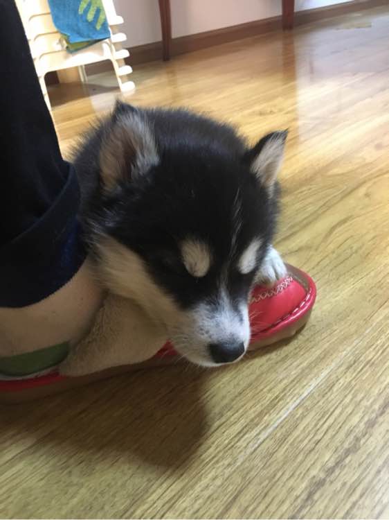 家里哈士奇很蠢怎么办,家里养的哈士奇太凶怎么办