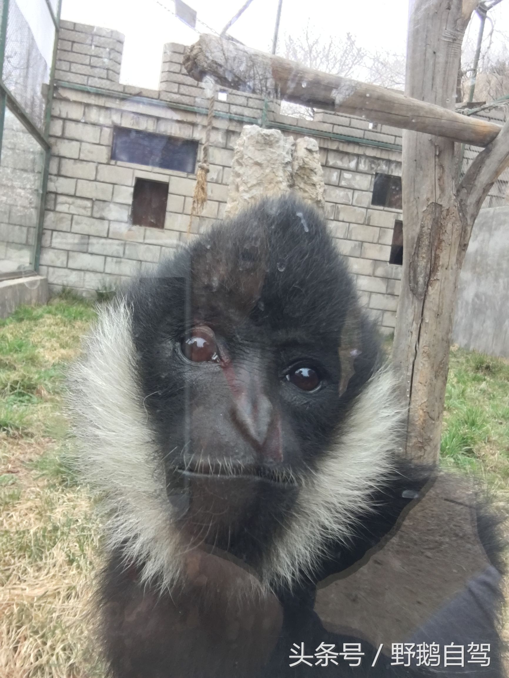 八达岭野生动物园野兽区,八达岭动物园自驾攻略大全