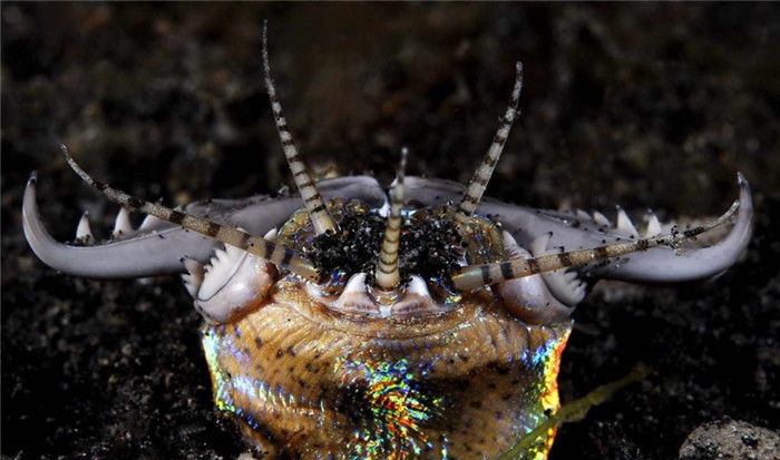 这些奇特的虫子食物你尝试过吗,各种虫子吃的食物