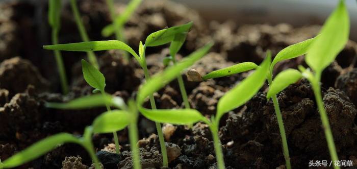 废物利用辣椒籽、发了芽的生姜别丢，几步让它变成阳台盆栽蔬菜