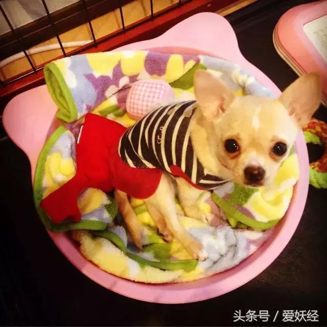 爱妖经|开春了,来锅猫吧