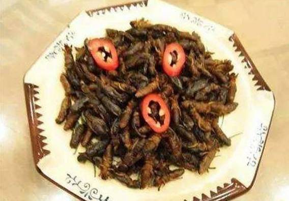 小时候山上的野果你还记得多少,还记得小时候这些野果吗