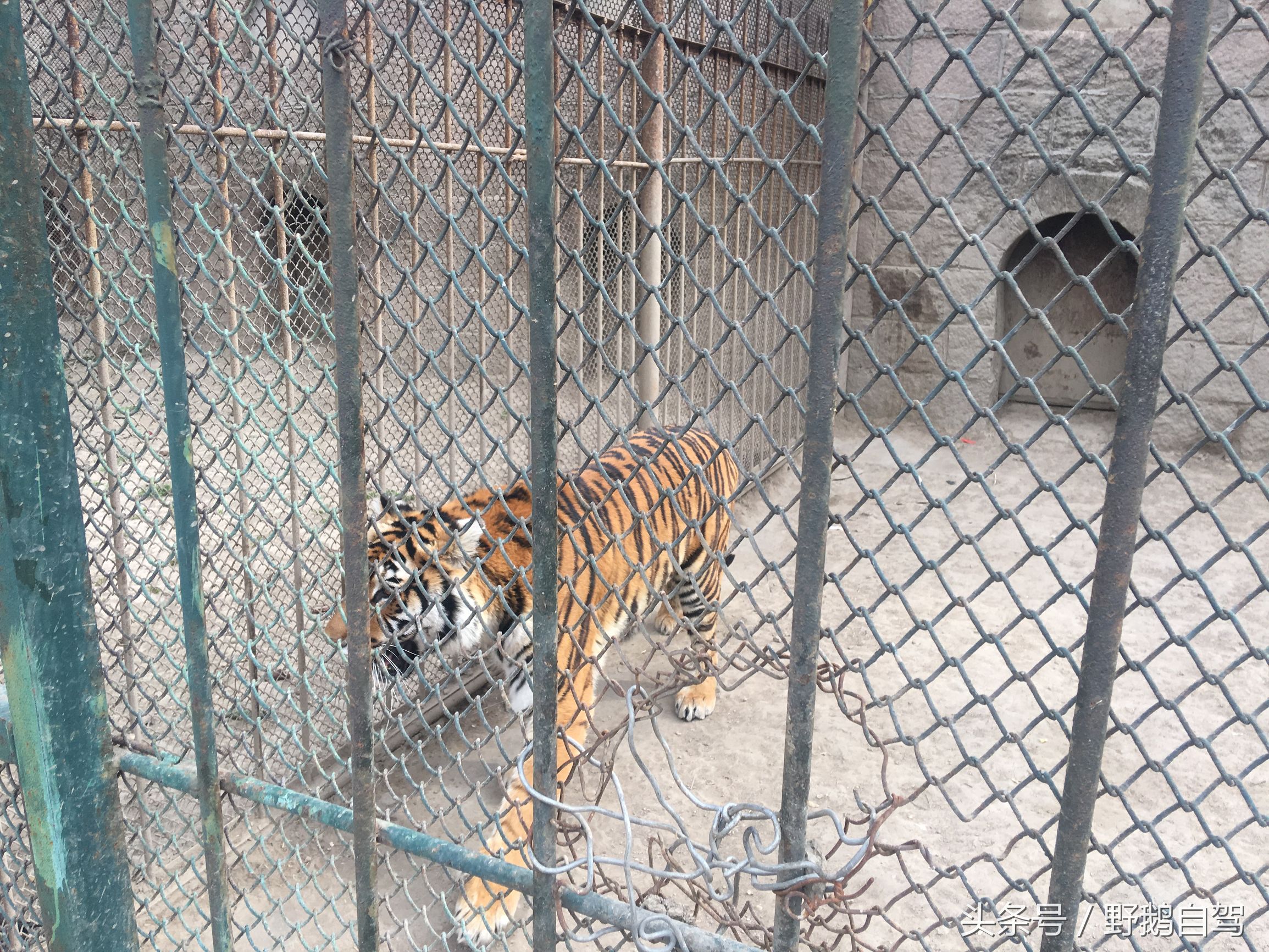 八达岭野生动物园野兽区,八达岭动物园自驾攻略大全