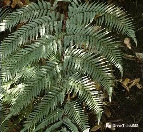 狼尾蕨造景方法,狼尾蕨的森林造景