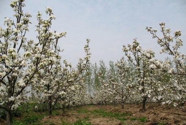 梨城库尔勒介绍,梨城库尔勒市