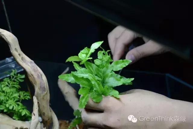 狼尾蕨造景方法,狼尾蕨的森林造景